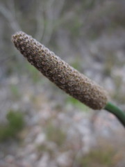 Xanthorrhoea gracilis