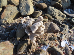 Callyspongia
