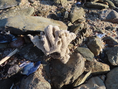 Callyspongia