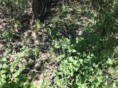 Commicarpus scandens