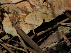 Eurema herla