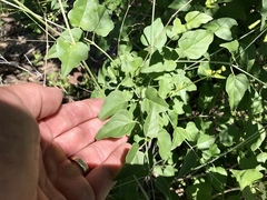 Commicarpus scandens