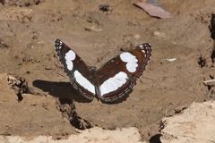 Neptis serena serena