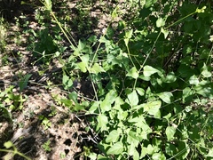 Commicarpus scandens
