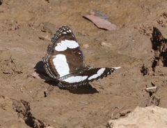 Neptis serena serena