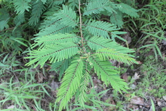 Acaciella angustissima