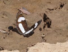 Neptis serena serena