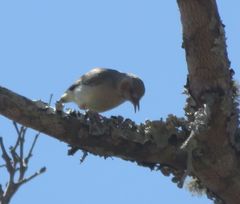 Sylvietta ruficapilla