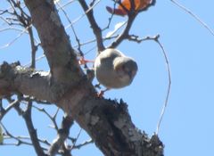 Sylvietta ruficapilla