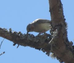 Sylvietta ruficapilla