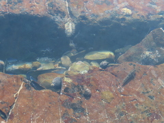 Acanthochitona garnoti