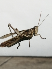 Orthoptera