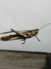 Orthoptera