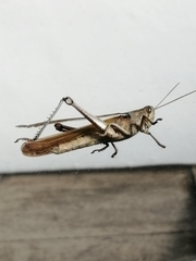 Orthoptera
