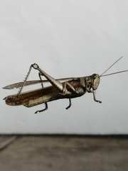 Orthoptera