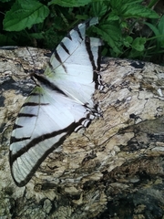 Protographium