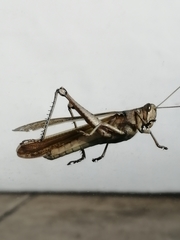 Orthoptera