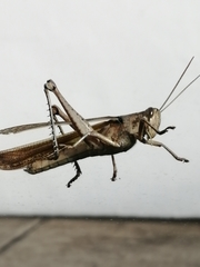 Orthoptera
