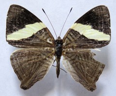 Colobura dirce dirce