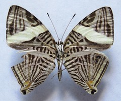 Colobura dirce dirce