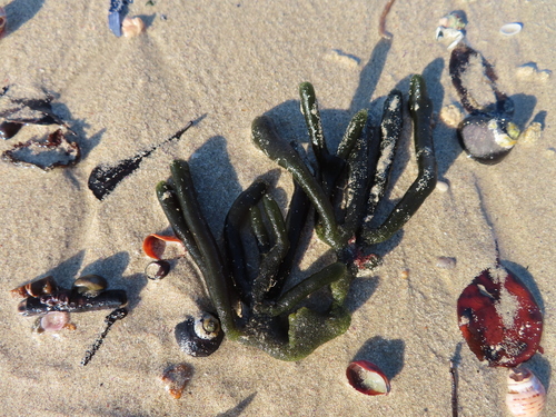 Hairy Upright Codium (Codium extricatum)