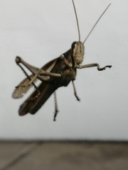 Orthoptera
