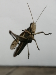 Orthoptera