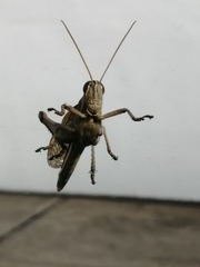 Orthoptera