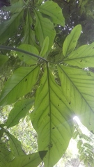 Anthurium wedelianum