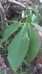 Anthurium wedelianum