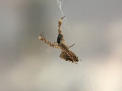 Uloborus diversus