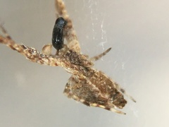 Uloborus diversus