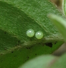 Hypolimnas misippus