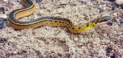 Erythrolamprus melanotus