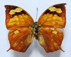 Fountainea eurypyle confusa