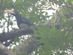 Lophoceros fasciatus