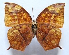 Fountainea eurypyle confusa