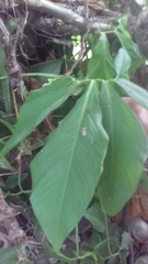 Anthurium wedelianum