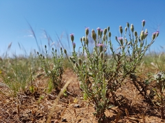 Vittadinia cuneata