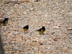 Spinus xanthogastrus