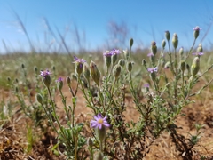 Vittadinia cuneata
