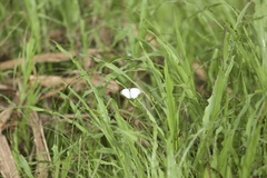 Ascia monuste orseis