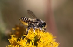 Megachiloides