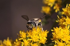 Megachiloides