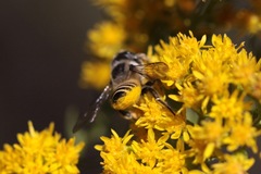 Megachiloides