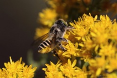 Megachiloides