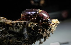 Xyloryctes jamaicensis