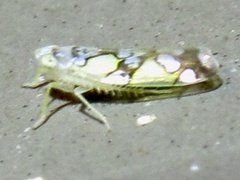 Protalebrella conica