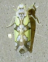 Protalebrella conica