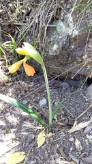 Stenomesson aurantiacum